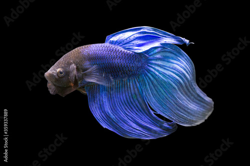 Betta Blue Veiltail VT Male or Plakat Fighting Fish Splendens on Black Background. photo