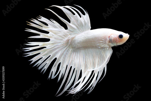 Betta White Crowntail CTHM Male or Plakat Fighting Fish Splendens on Black Background. photo
