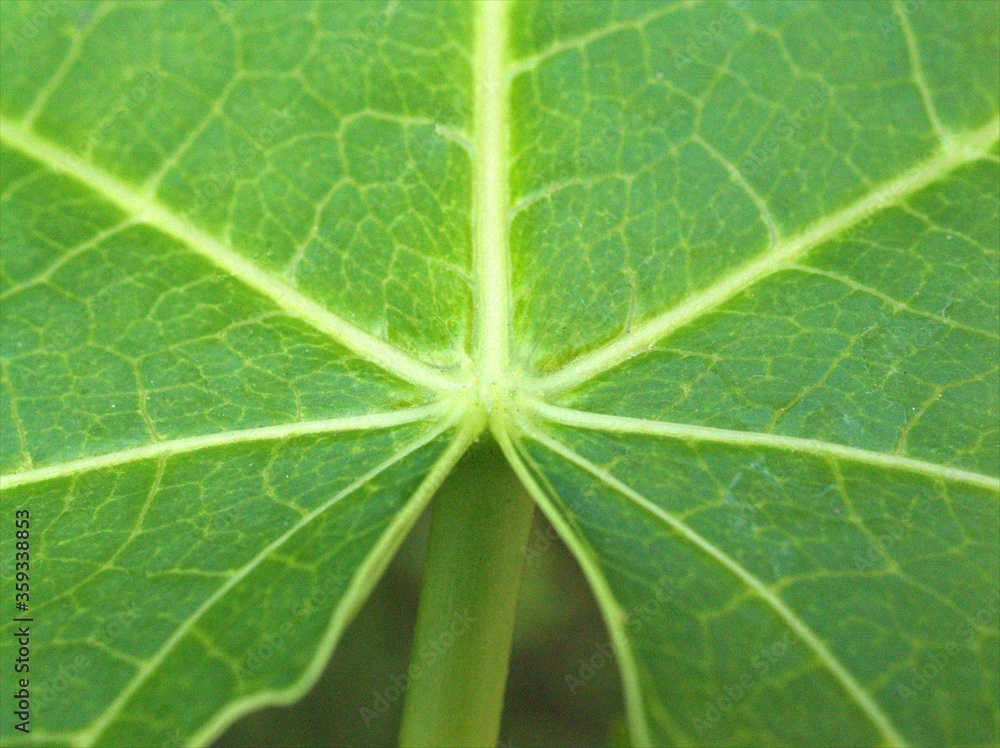 Closeup green leaf of plant in garden with blurred background, macro image and blur and bright background, soft focus, sweet color, nature leaves for card design Closeup green leaf of plant in garden with blurred background, macro image and blur and bright background, soft focus, sweet color, nature leaves for card design