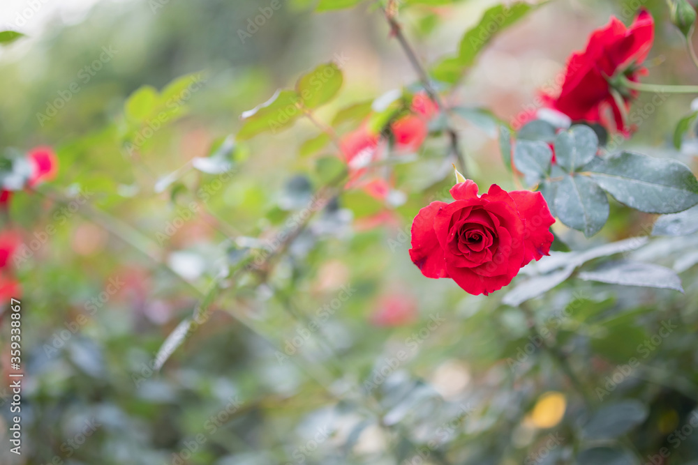 Beautiful red roses flower in the garden
