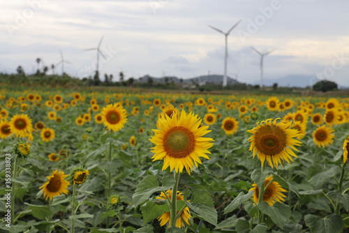 sunflower field with wind turbines & Blue sky
