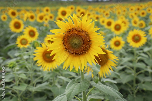 sunflower in the field