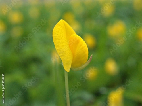 Closeup yellow Arachis duranensis flowers plants in garden with green bright blurred background .macro image, soft focus ,wild flowering plants, sweet color for card design photo