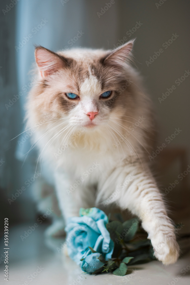 Ragdoll cat: Take my flower
