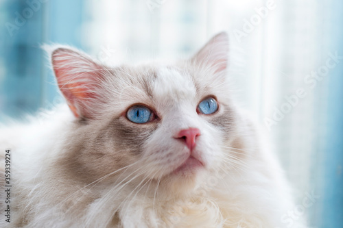 Cute ragodll cat withamazing blue eyes look up 