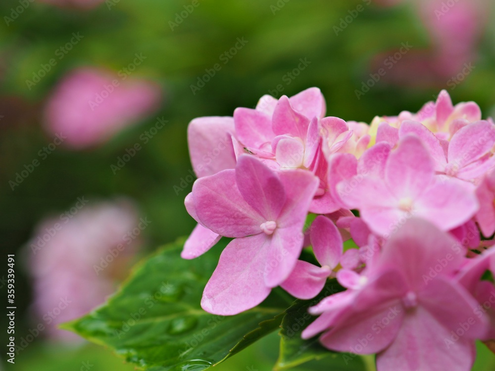 Closeup petal of pink hydrangea flower with blurred , macro image and soft focus for background ,sweet color for card design Closeup petal of pink hydrangea flower with blurred , macro image and soft focus for background ,sweet color for card design