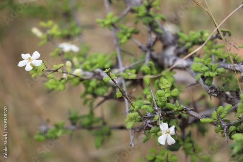 white flowers in the forest