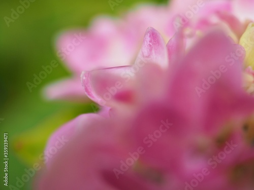 Closeup petal of pink hydrangea flower with blurred , macro image and soft focus for background ,sweet color for card design