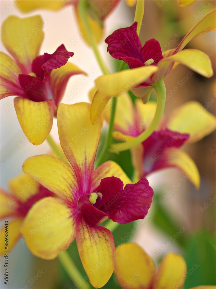 Closeup petals orchid Dendrobium yellow red stripe-without flowers in garden ,macro image ,sweet color for card design ,soft focus, blurred background