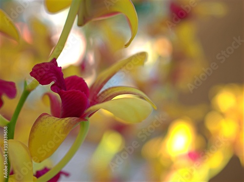 Closeup petals orchid Dendrobium yellow red stripe-without flowers in garden ,macro image ,sweet color for card design ,soft focus, blurred background