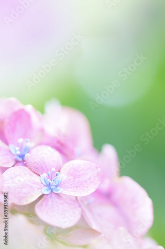 Wallpaper Mural 夢見るピンク色の紫陽花 Torontodigital.ca