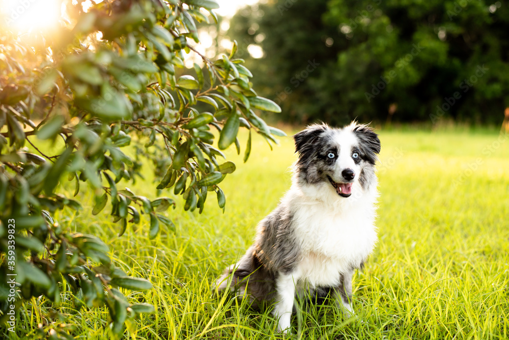 Australian Shepherd. Mini grey and white Aussie with blue eyes Australian Shepherd. Mini grey and white Aussie with blue eyes