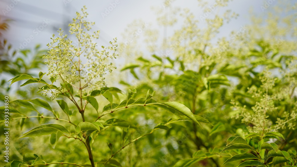 Obraz premium シマトネリコ