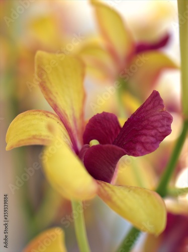 Closeup petals orchid Dendrobium yellow red stripe-without flowers in garden ,macro image ,sweet color for card design ,soft focus, blurred background