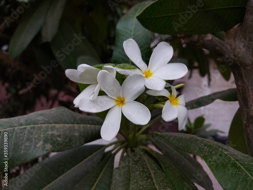 magnolia tree flower