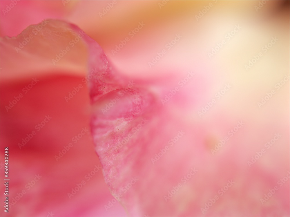 Closeup pink petals of desert rose flower with soft focus and bright blurred background ,macro image ,sweet color, blur flower for card design