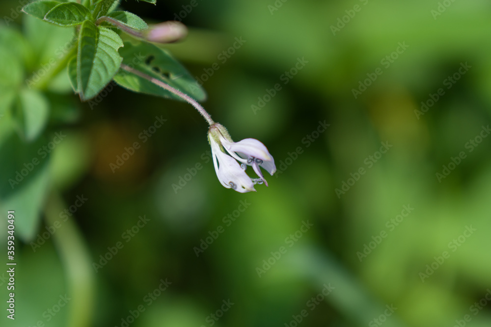 Cleome rutidosperma commonly known as Fringed Spider Flower or Purple Cleome is a species of flowering plant in the genus Cleome of the family Cleomaceae, native to Tropical Africa. Cleome rutidosperma commonly known as Fringed Spider Flower or Purple Cleome is a species of flowering plant in the genus Cleome of the family Cleomaceae, native to Tropical Africa.
