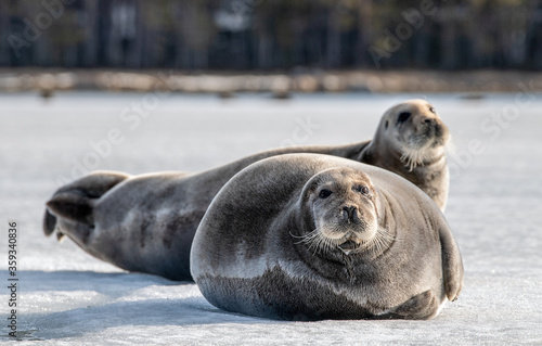 Seals resting on an ice floe. The bearded seal, also called the square flipper seal. Scientific name: Erignathus barbatus. White sea, Russia
