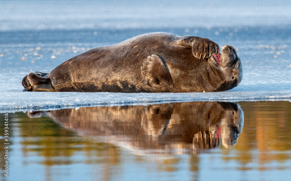 Fototapeta premium Seal resting on an ice floe in sunset light. The bearded seal, also called the square flipper seal. Scientific name: Erignathus barbatus. White sea, Russia