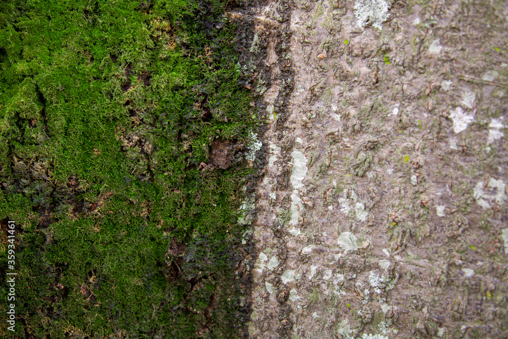 Obraz premium Tallo de un árbol