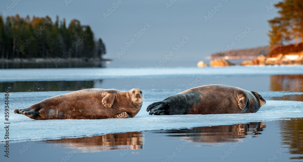 Fototapeta premium Seals resting on an ice floe in sunset light. The bearded seal, also called the square flipper seal. Scientific name: Erignathus barbatus. White sea, Russia