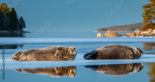 Seals resting on an ice floe in sunset light. The bearded seal, also called the square flipper seal. Scientific name: Erignathus barbatus. White sea, Russia