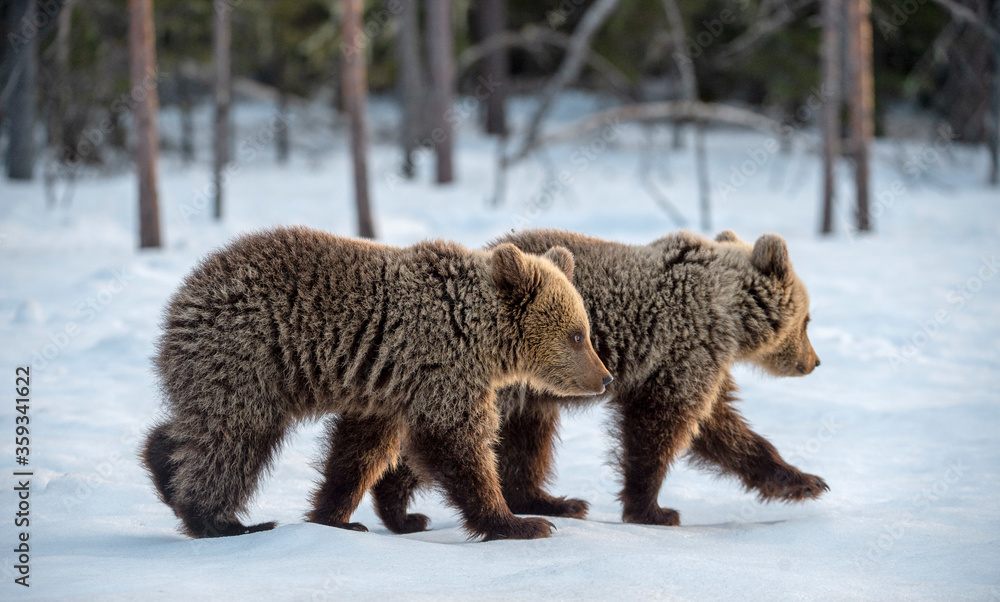 Obraz premium Bear cubs walking on the snow in winter forest. Wild nature. Natural habitat. Brown bear, Scientific name: Ursus Arctos Arctos.