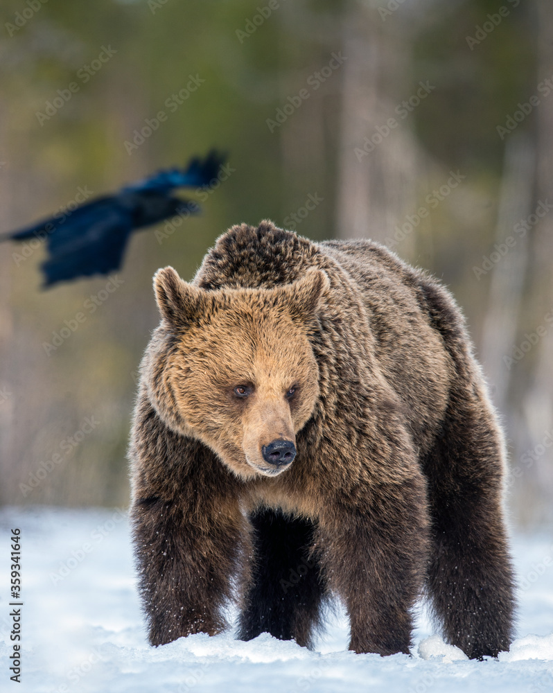 Wild Adult Brown Bear on the snow in winter forest. Close up. Scientific name: Ursus Arctos. Wild Nature. Natural Habitat. Wild Adult Brown Bear on the snow in winter forest. Close up. Scientific name: Ursus Arctos. Wild Nature. Natural Habitat.