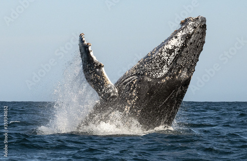 Humpback whale breaching. Humpback whale jumping out of the water. South Africa. © Uryadnikov Sergey