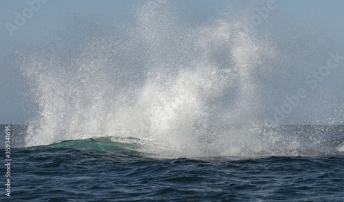 Spray after whale jump. Humpback whale jumping out of the water. The whale is spraying water.  South Africa.
