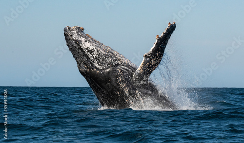 Humpback whale breaching. Humpback whale jumping out of the water. South Africa. © Uryadnikov Sergey