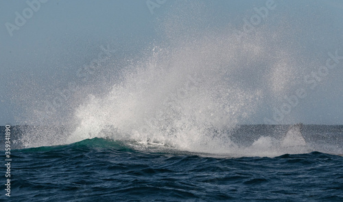 Spray after whale jump. Humpback whale jumping out of the water. The whale is spraying water. South Africa.