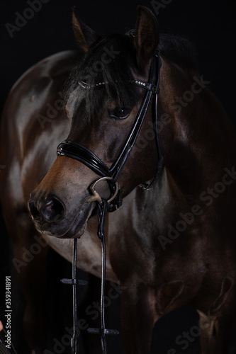 Black horse portraits in studio low key, close up of head with bridle and reins..