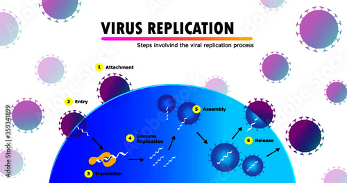 scientific infographic illustrating all stages of the replication cycle of virus genetic material within a human cell, attachment, entry, decoding, multiplication, assembly and release
