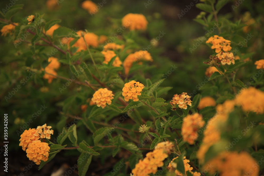Flowers Flowers