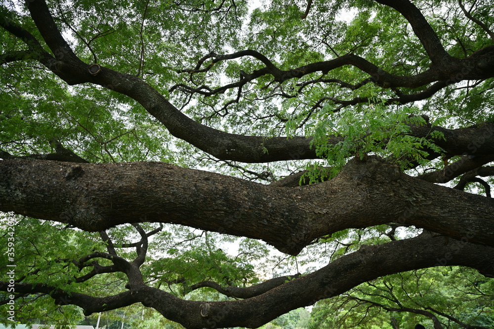 Large branches of the rain tree Scientific name Samanca Saman (Jacq) Merr. Is a medium-to-long-sized perennial plant that is popular for shade from a wide canopy. Providing wood for making furniture d