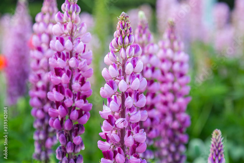 Beautiful lupine flowers in Ushuaia, Tierra del Fuego province, Argentina