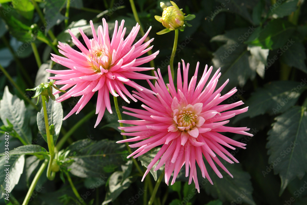 A close up of bright pink Dahlia flowers of the 'Park Princess' variety in the garden A close up of bright pink Dahlia flowers of the 'Park Princess' variety in the garden