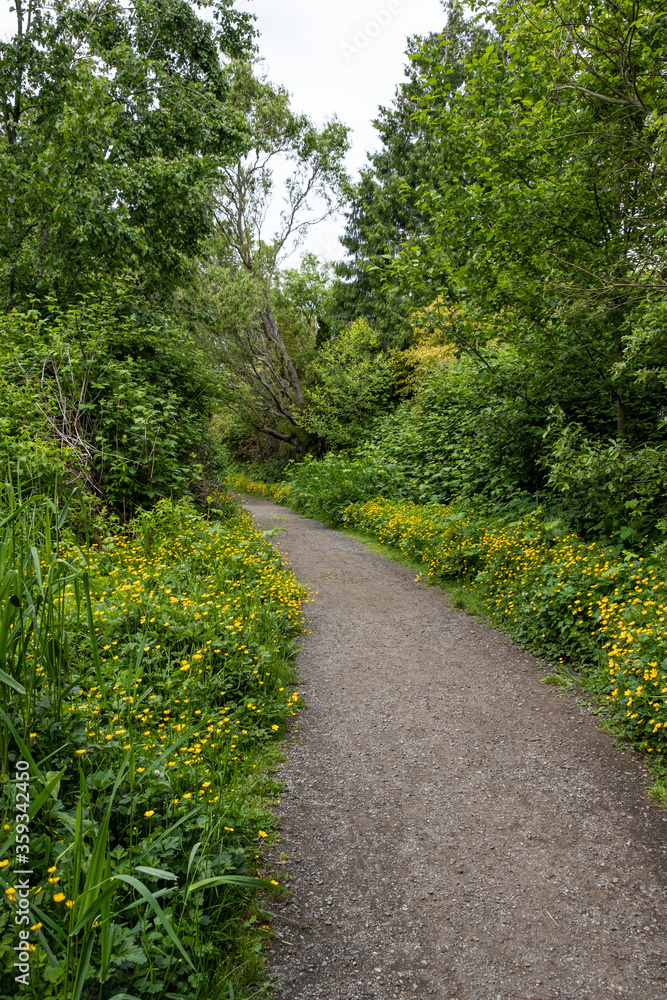 path in the park with dense green foliage on both sides and tiny yellow flowers blooming among the bushes