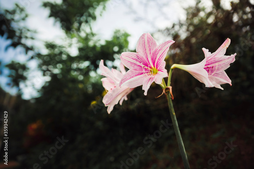 Hippeastrum johnsonii Bury is blooming beautifully. photo