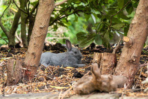 one cute grey rabbit laying on leaves covered ground behind small trees take a rest 