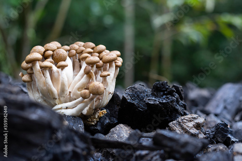Buna shimeji mushroom on black charcoals.