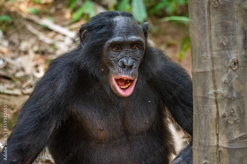 Portrait of Bonobo with open mouth. Close up. Scientific name: Pan paniscus. Democratic Republic of Congo. Africa. Portrait of Bonobo with open mouth. Close up. Scientific name: Pan paniscus. Democratic Republic of Congo. Africa.