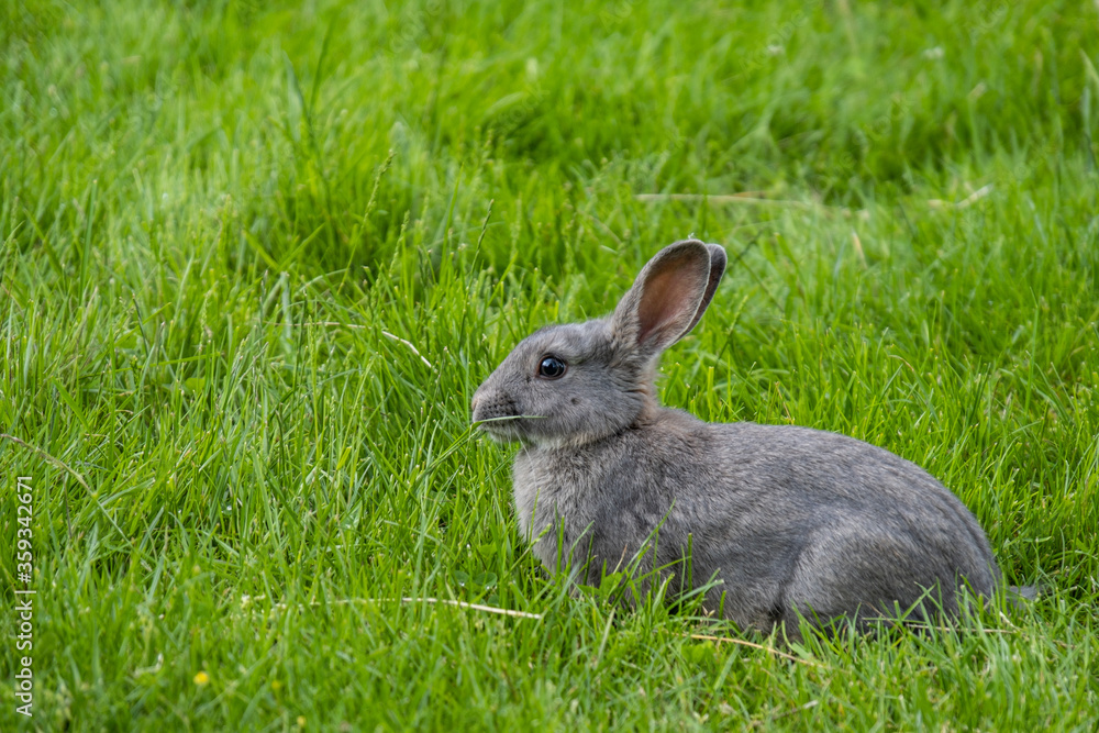 close up of an adorable grey rabbit eating while laying on green grass field close up of an adorable grey rabbit eating while laying on green grass field