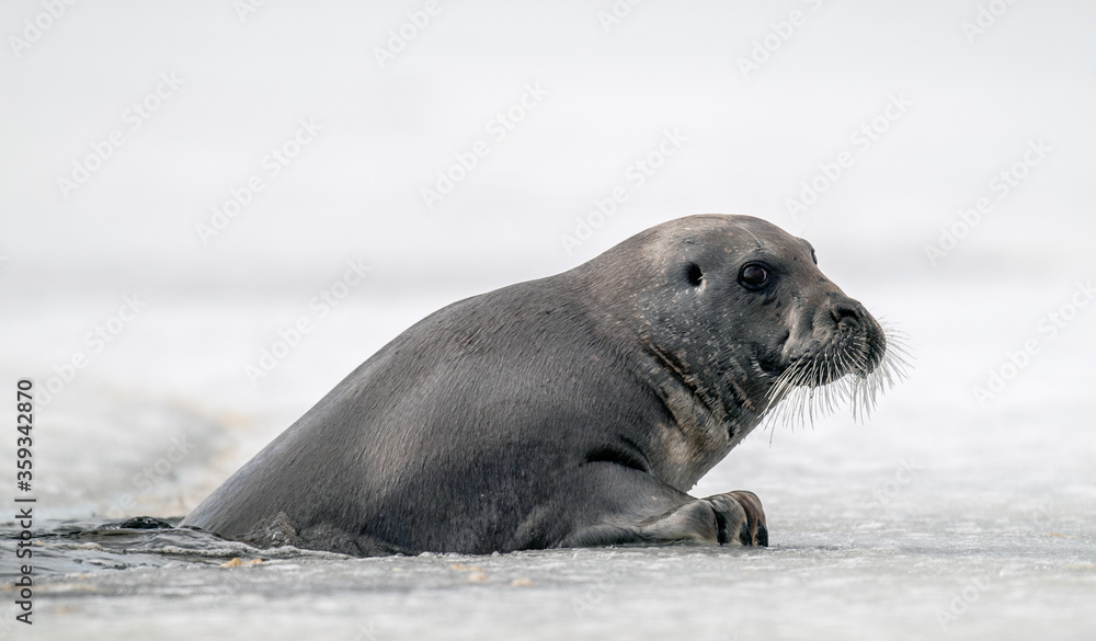 Fototapeta premium A seal tries to get out on an ice floe. The bearded seal, also called the square flipper seal. Scientific name: Erignathus barbatus. White sea, Russia