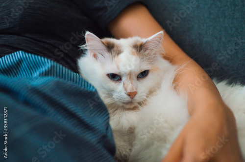 Fototapeta Naklejka Na Ścianę i Meble -  Woman hold white cute cat on sofa, the cat is sleepy
