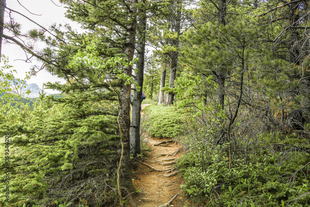 Obraz premium Forest path with trees 