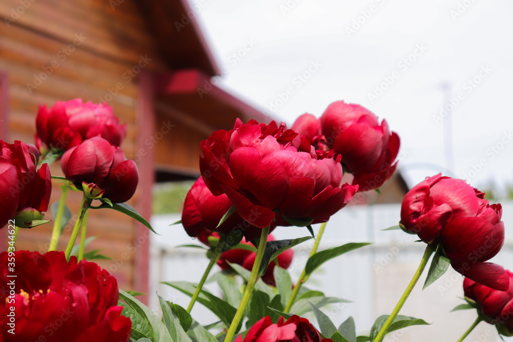Fototapeta premium dark burgundy peonies in the garden against the background of the house