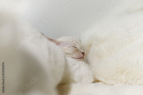 White adorable devon rex baby kitty sleeping on bed,side face, small head