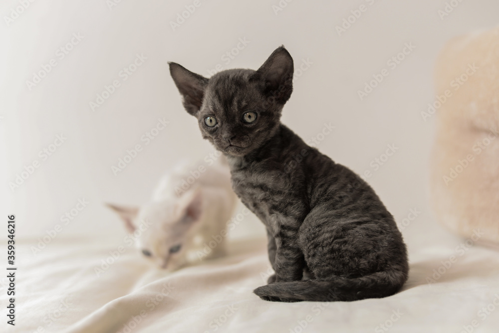 Cute grey devon rex cat sit on bed and look at camera,big ears small body
